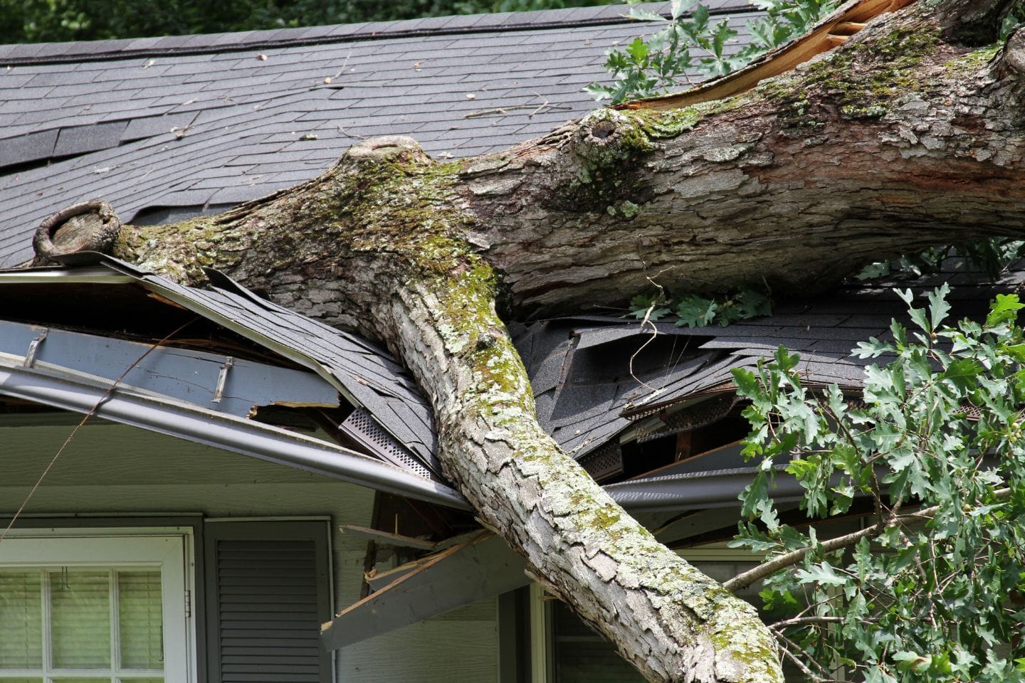 A large tree has fallen and crashed through the roof of a home, causing significant structural damage.